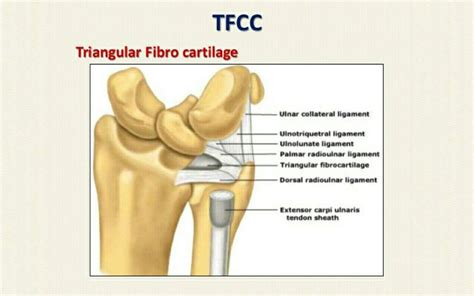 where is the tfcc located